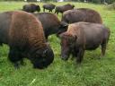 bison-farm-1.JPG
